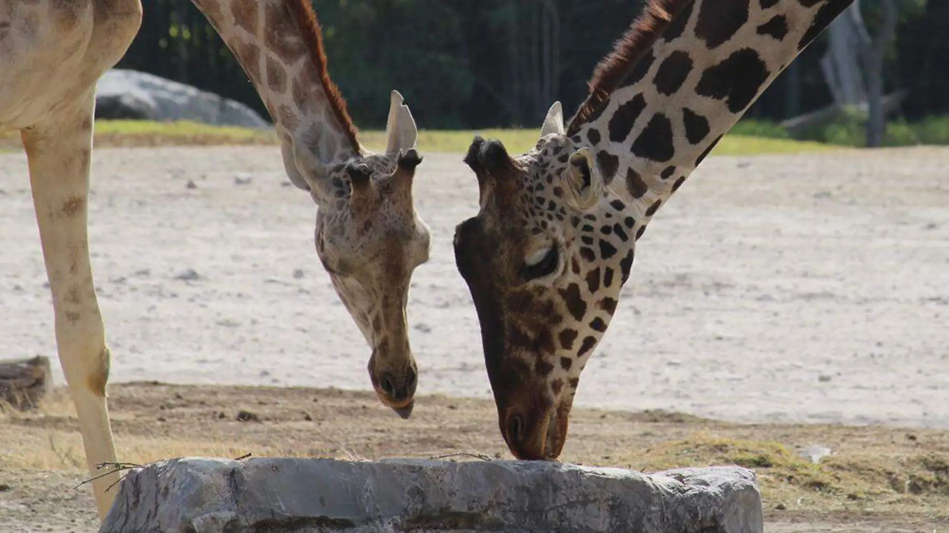 Esa hembra a la que Benito la jirafa comenzó a cortejar desde el primer momento que conoció a su nueva familia se llama Maya